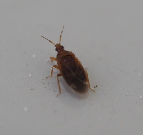 Réf. 223 002 : Cardiastethus fasciiventris